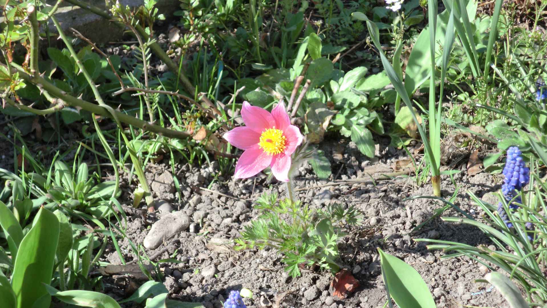 Der nächste Frühling kommt bestimmt