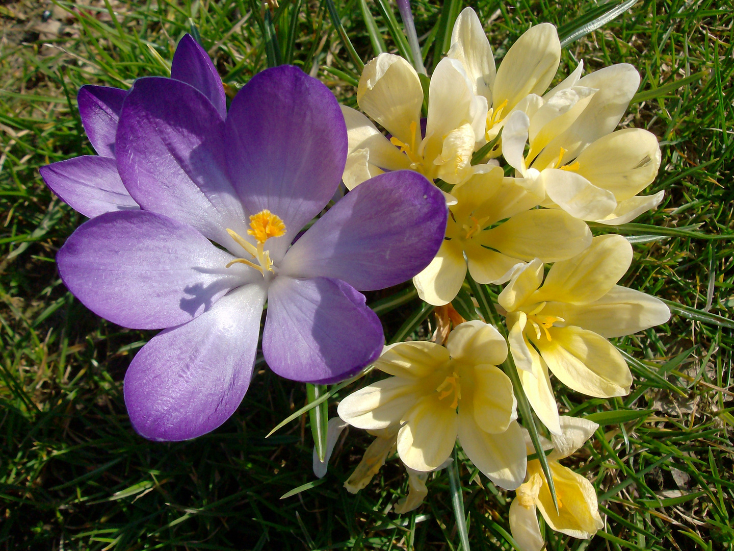 Der nächste Frühling kommt bestimmt