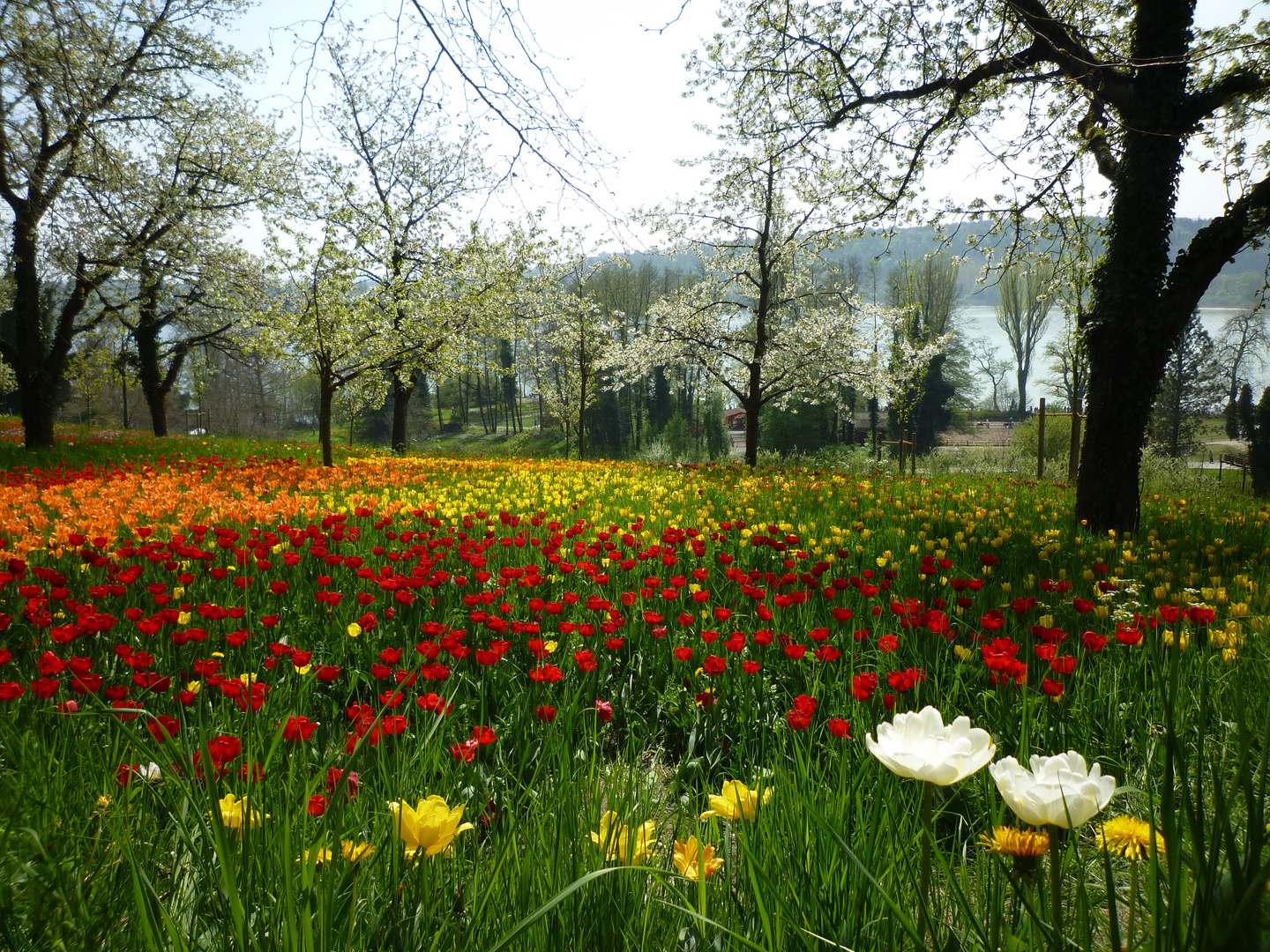 Der nächste Frühling kommt bestimmt...