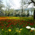 Der nächste Frühling kommt bestimmt...