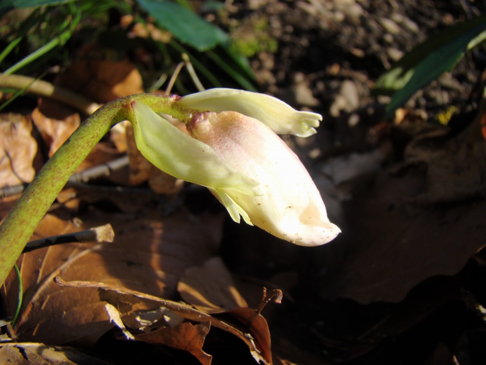 Der nächste Frühling kommt bestimmt!