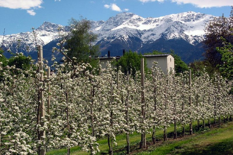 Der nächste Frühling kommt bestimmt