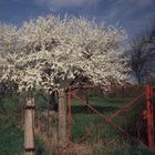 Der nächste Frühling kommt bestimmt...