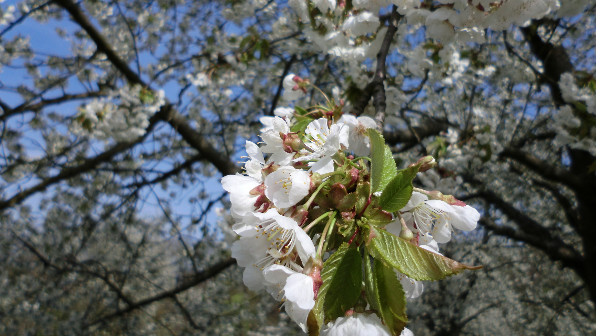 Der nächste Frühling kommt bestimmt