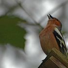 Der nächste Frühling kommt bestimmt