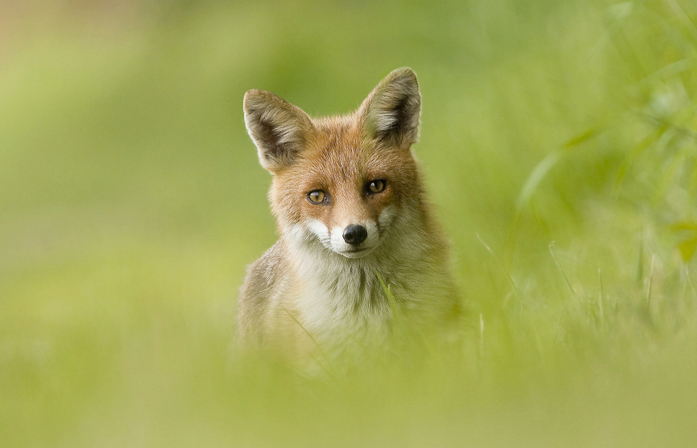 Der nächste Fuchs