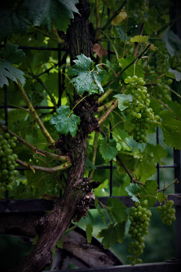 der nächste gute Wein ,