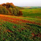 Der nächste Herbst kommt bestimmt 03