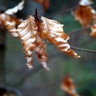 Der nächste Herbst kommt bestimmt !