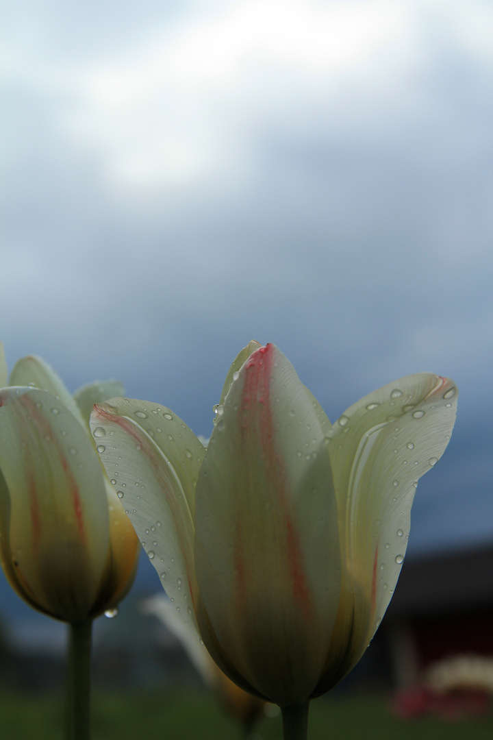 Der nächste Regenschauer kommt bestimmt