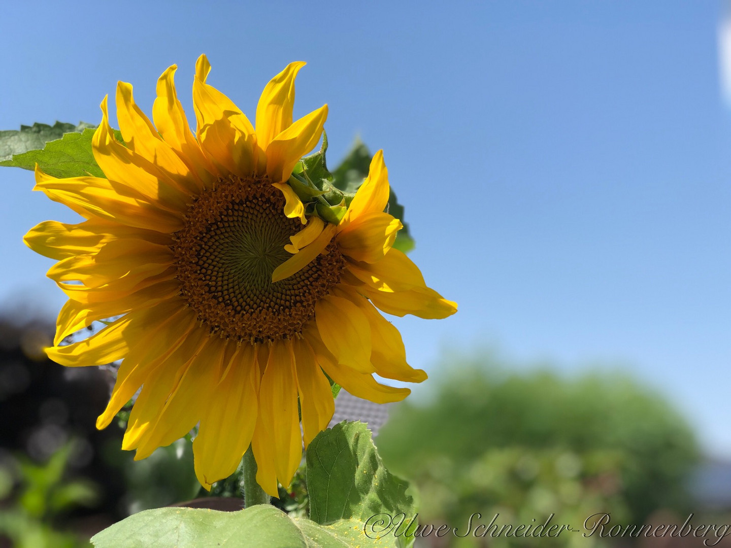 der nächste Sommer kommt bestimmt