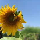 der nächste Sommer kommt bestimmt