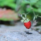 der nächste Sommer kommt bestimmt