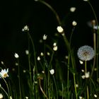 Der nächste Sommer liegt noch im Dunkeln