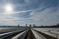 Der nächste Spargel kommt bestimmt