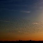 der nächste Starenschwarm im Formationsanflug