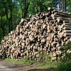 der nächste Winter ist mit Holz gesichert