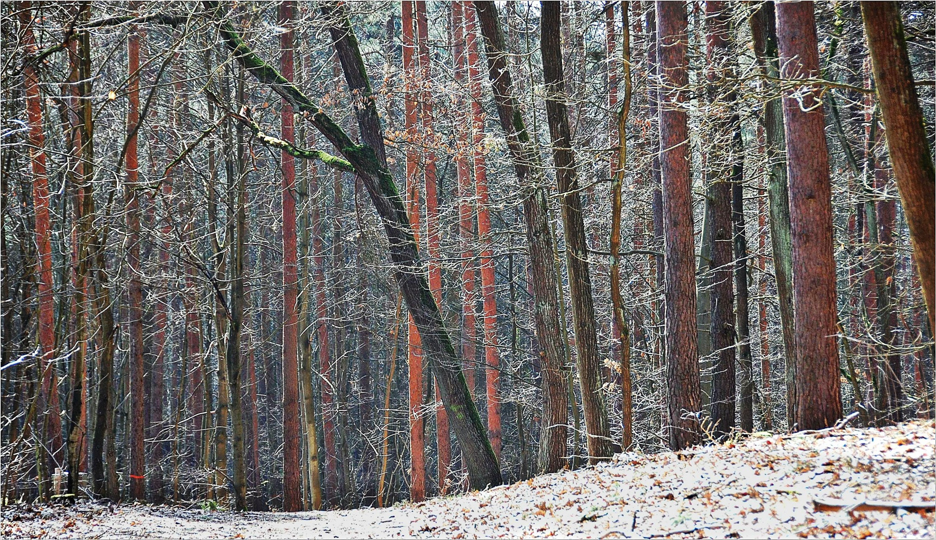 der nächste Winter kommt bestimmt -