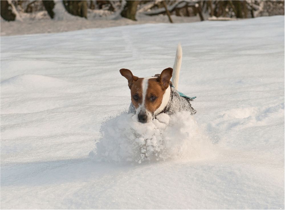 Der nächste Winter kommt bestimmt