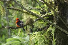 Der Name des Vogels passt nicht!