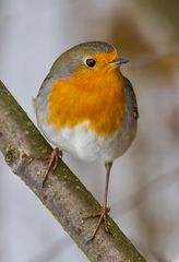 Der Name ist hier denk ich überflüßig