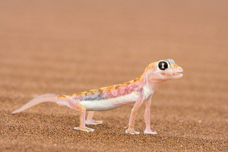 Der Namib-Sandgecko ist ein Überlebenskünstler der Wüste