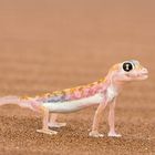 Der Namib-Sandgecko ist ein Überlebenskünstler der Wüste