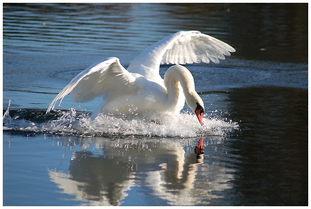 Der narzistische Schwan