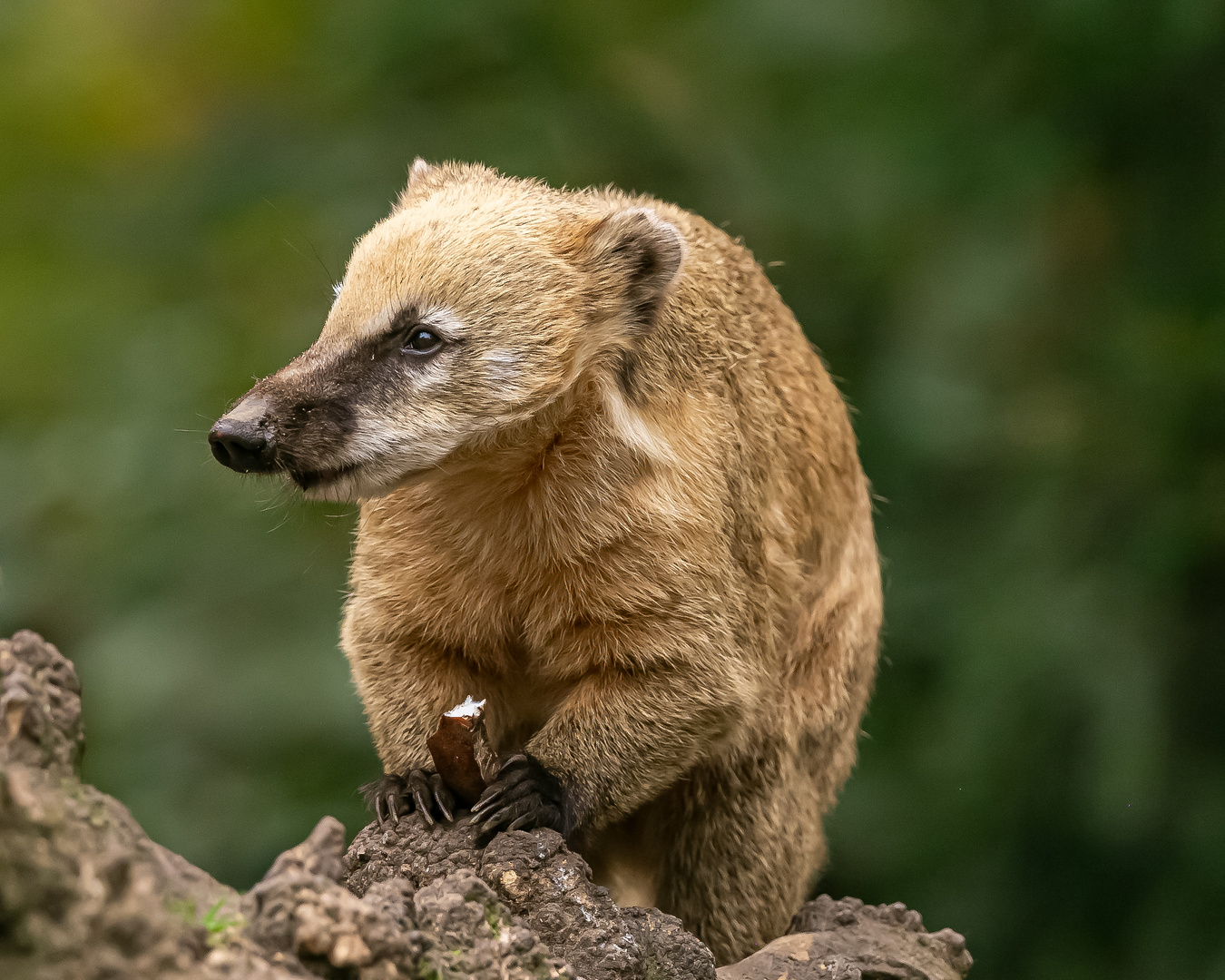 der Nasenbär