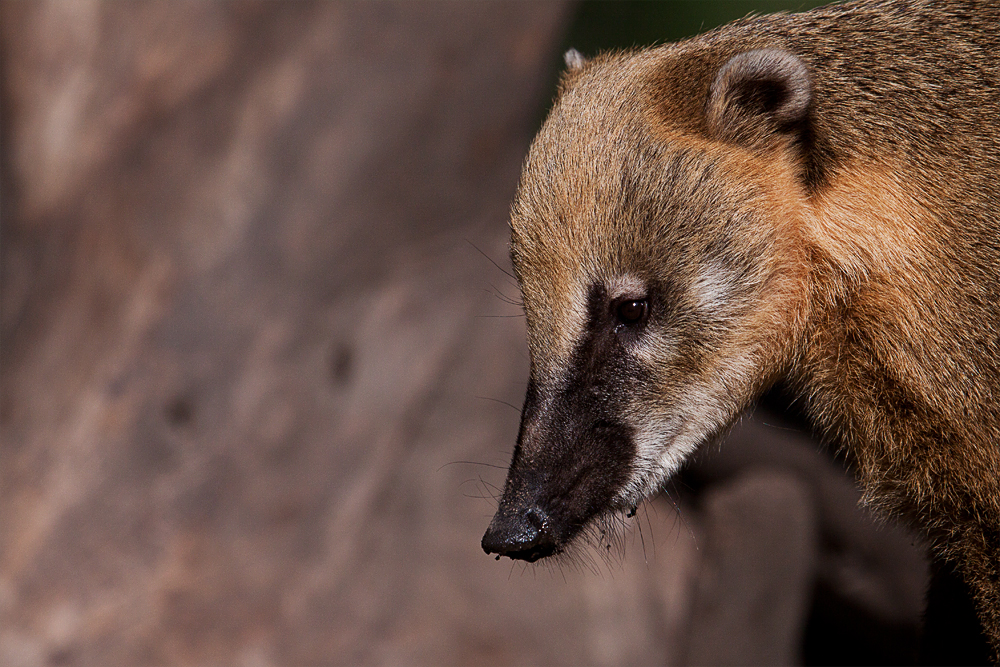 Der Nasenbär