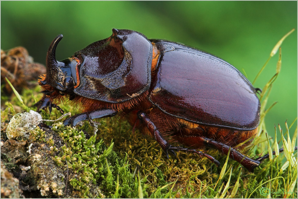 Der Nashornkäfer (Oryctes nasicornis)