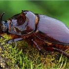 Der Nashornkäfer (Oryctes nasicornis)