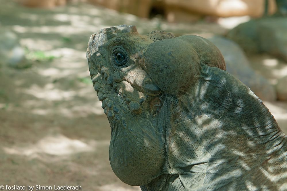 Der Nashornleguan