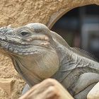 Der Nashornleguan (Cyclura cornuta, Rhinoceros iguana)