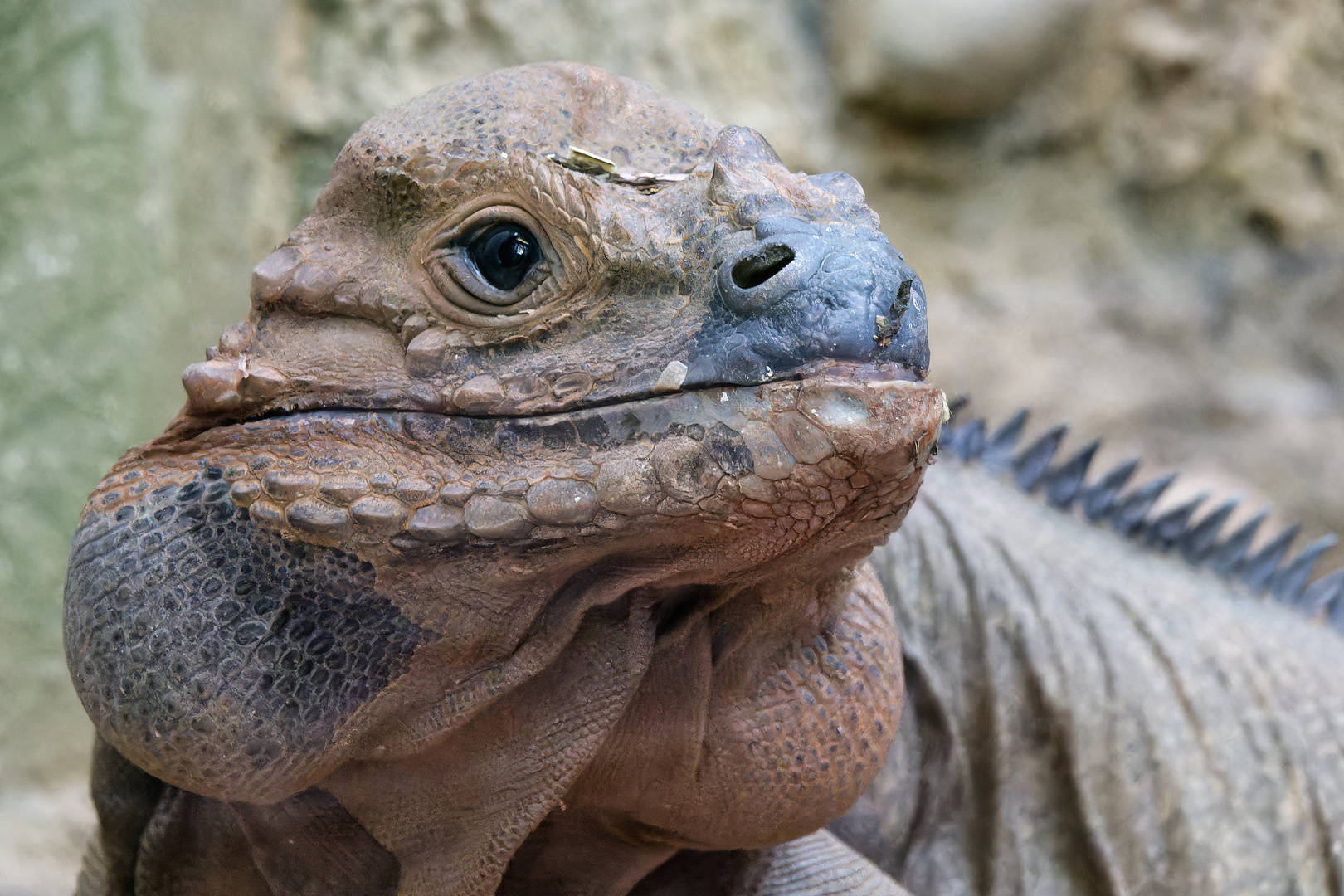 Der Nashornleguan, das alte Sackgesicht