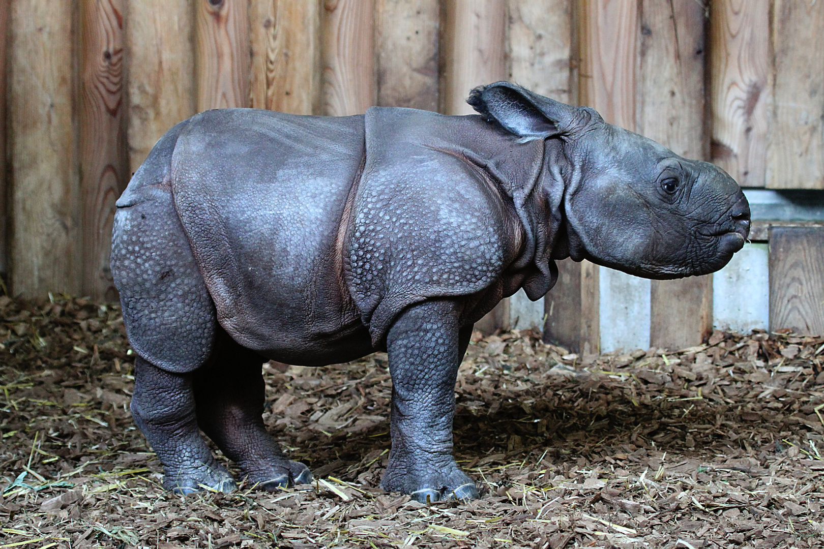 Der Nashornnachwuchs in Basel ! Im Zoo von Basel