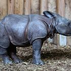 Der Nashornnachwuchs in Basel ! Im Zoo von Basel