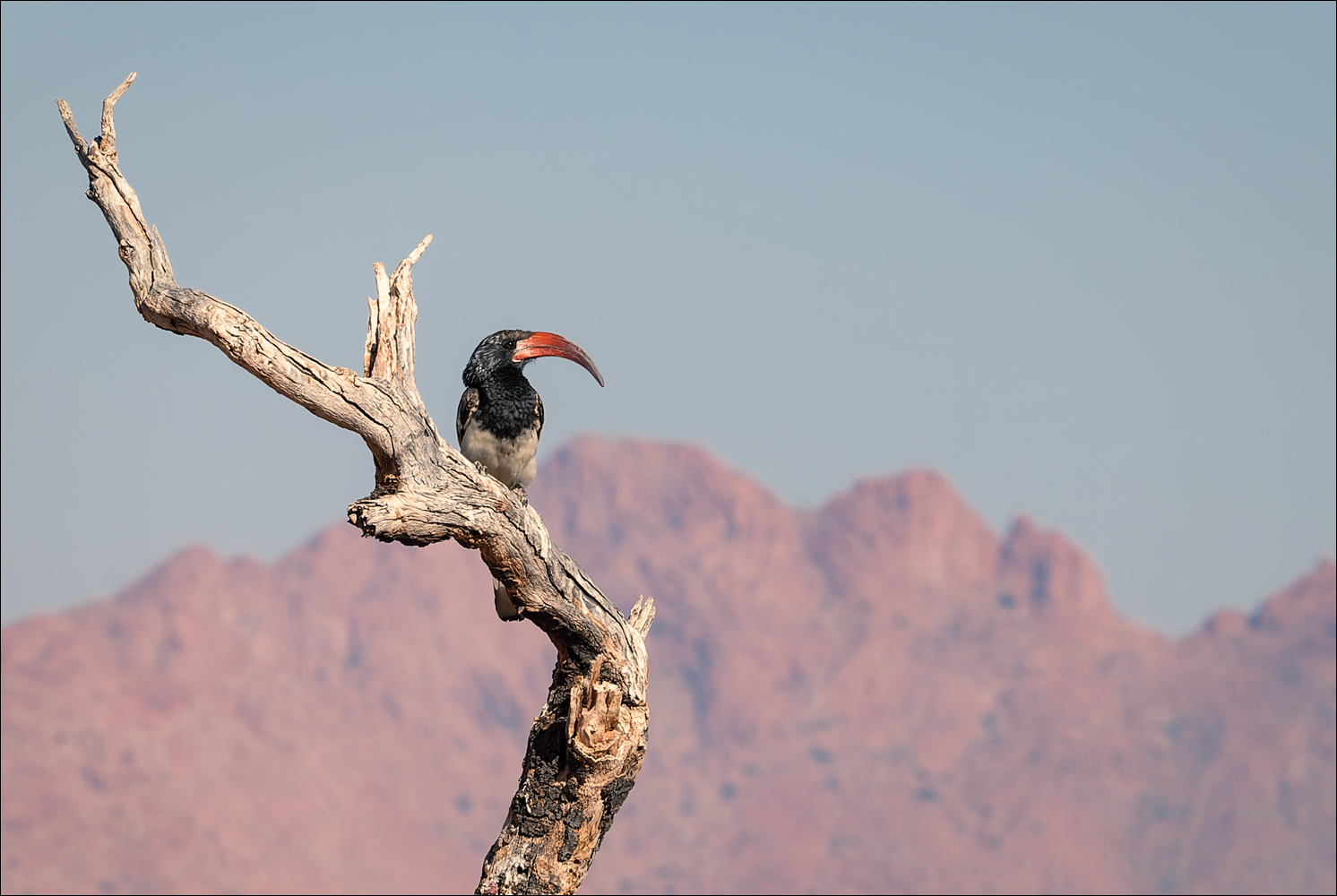 Der Nashornvogel