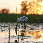 Der nasse Frühling