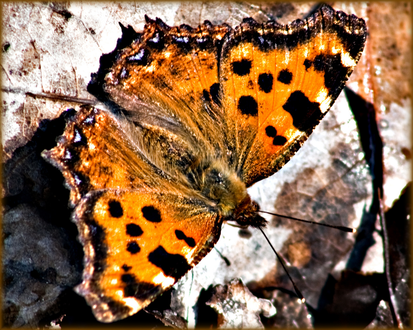 Der naße Schmetterling