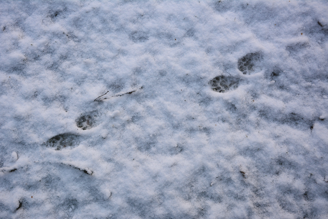 Der nasse Schnee zeigt die Spur eines Marders vor der Terrasse