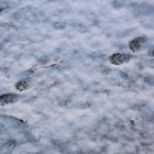 Der nasse Schnee zeigt die Spur eines Marders vor der Terrasse