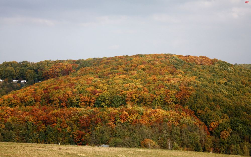 der "Nasse Wald" im Herbstkleid