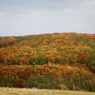 der "Nasse Wald" im Herbstkleid