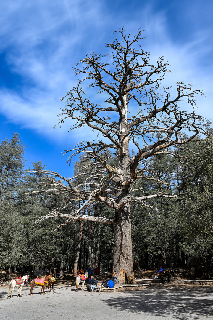 Der Nationalpark Ifrane 01