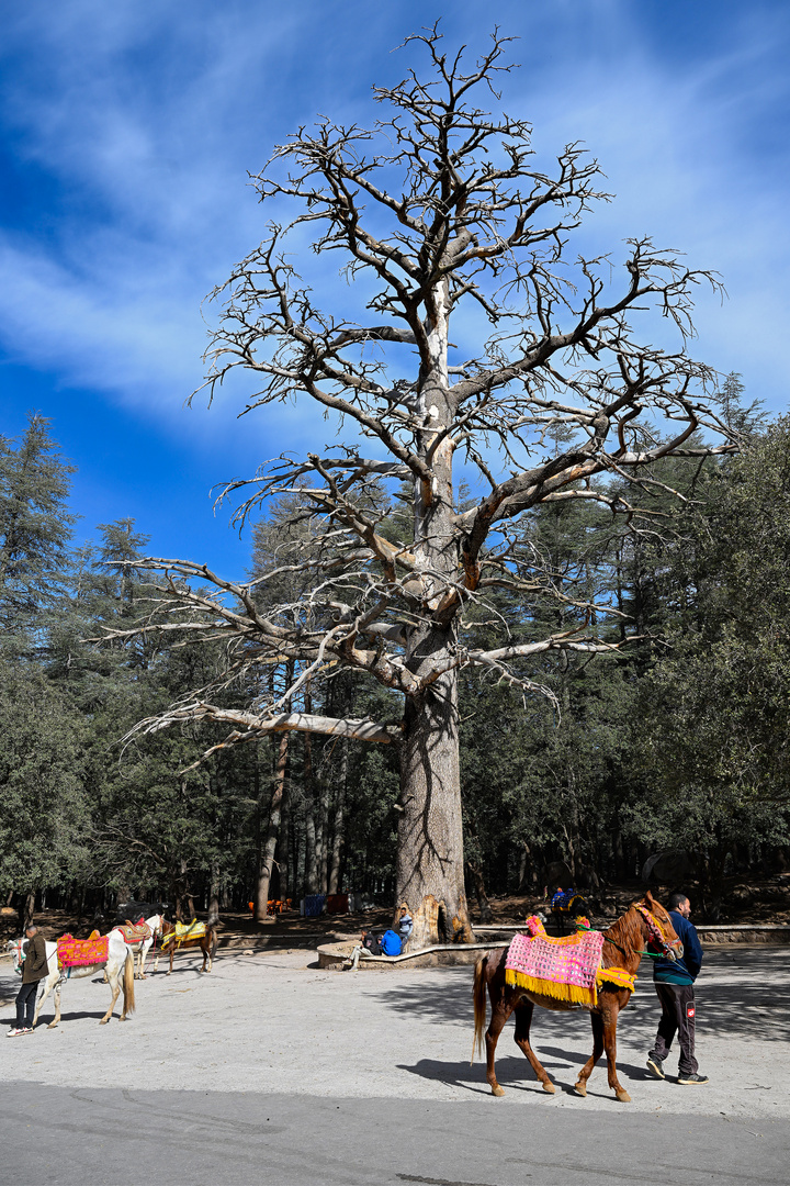 Der Nationalpark Ifrane 02