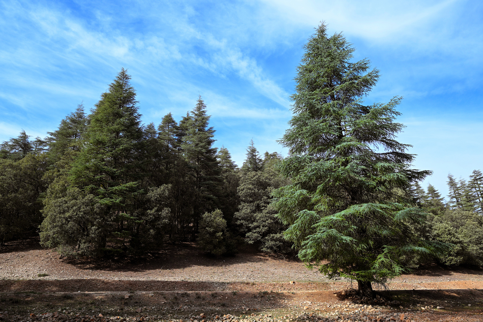 Der Nationalpark Ifrane 03