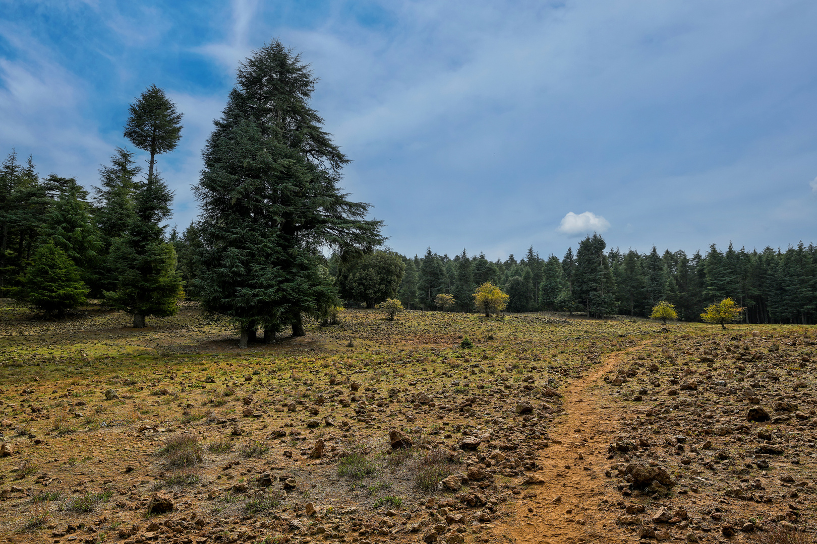 Der Nationalpark Ifrane 04