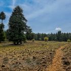 Der Nationalpark Ifrane 04