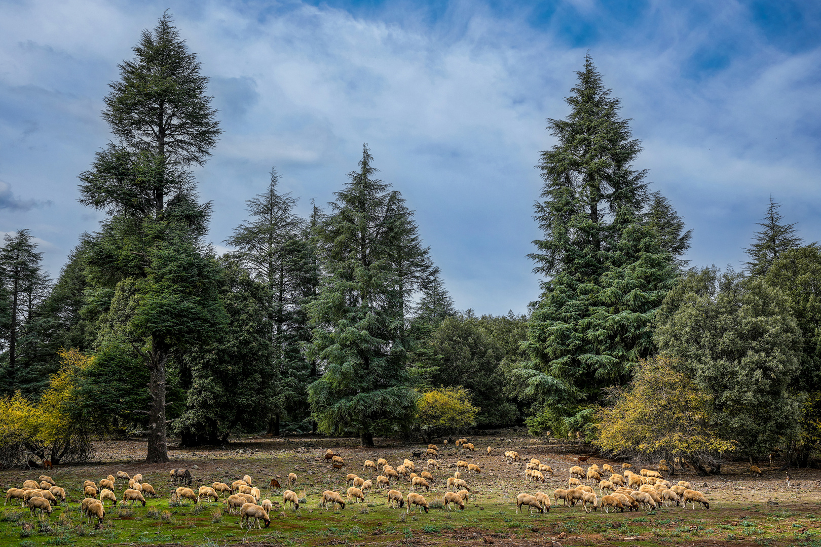 Der Nationalpark Ifrane 05